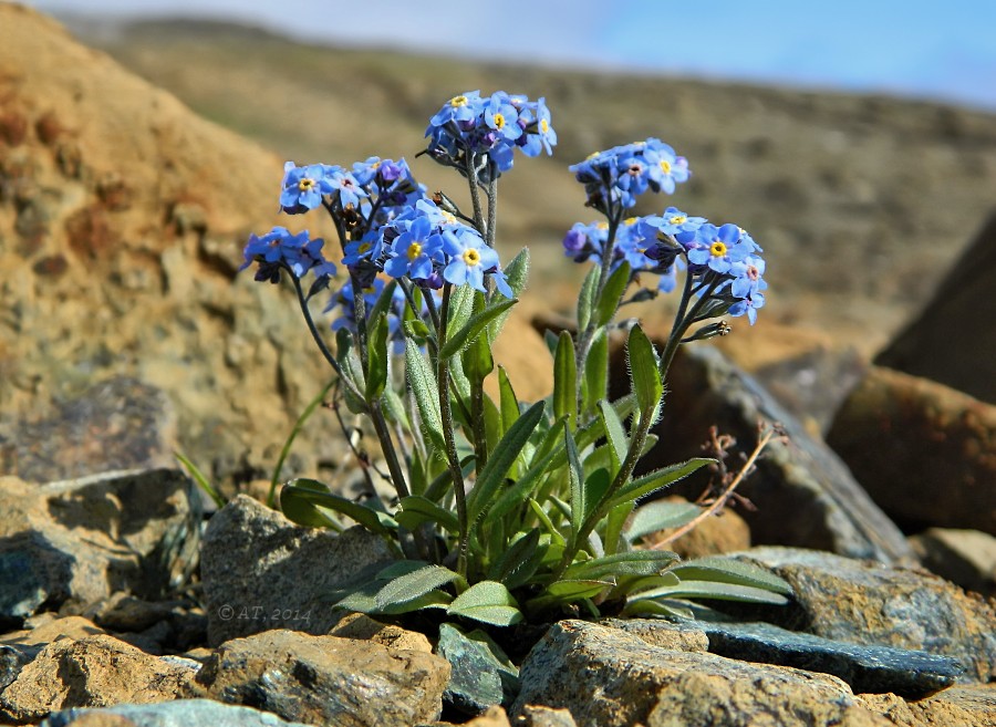 Image of Myosotis asiatica specimen.