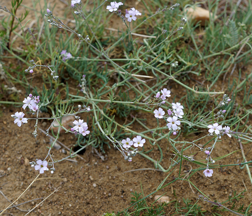 Image of Gypsophila patrinii specimen.