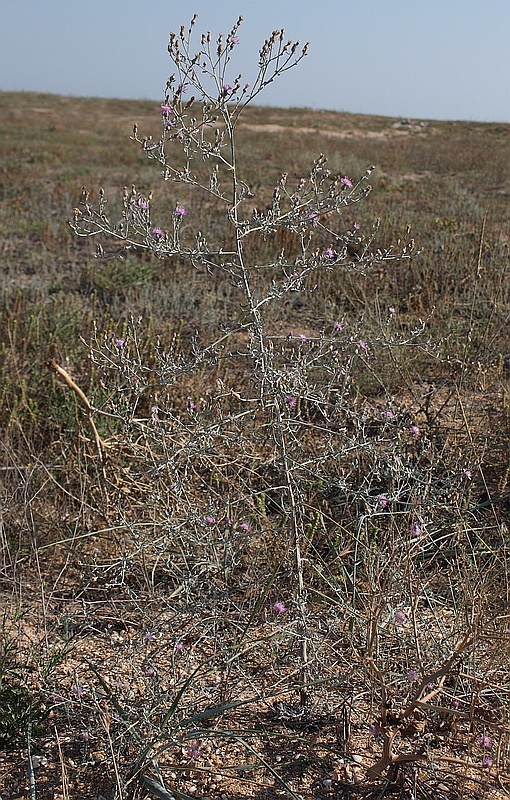 Изображение особи Centaurea odessana.