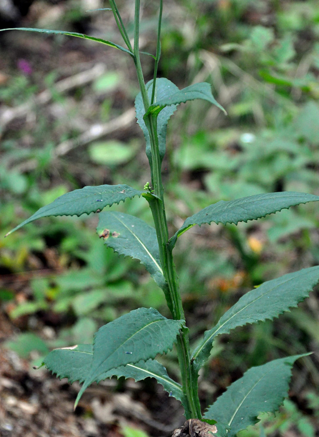 Image of Saussurea parviflora specimen.