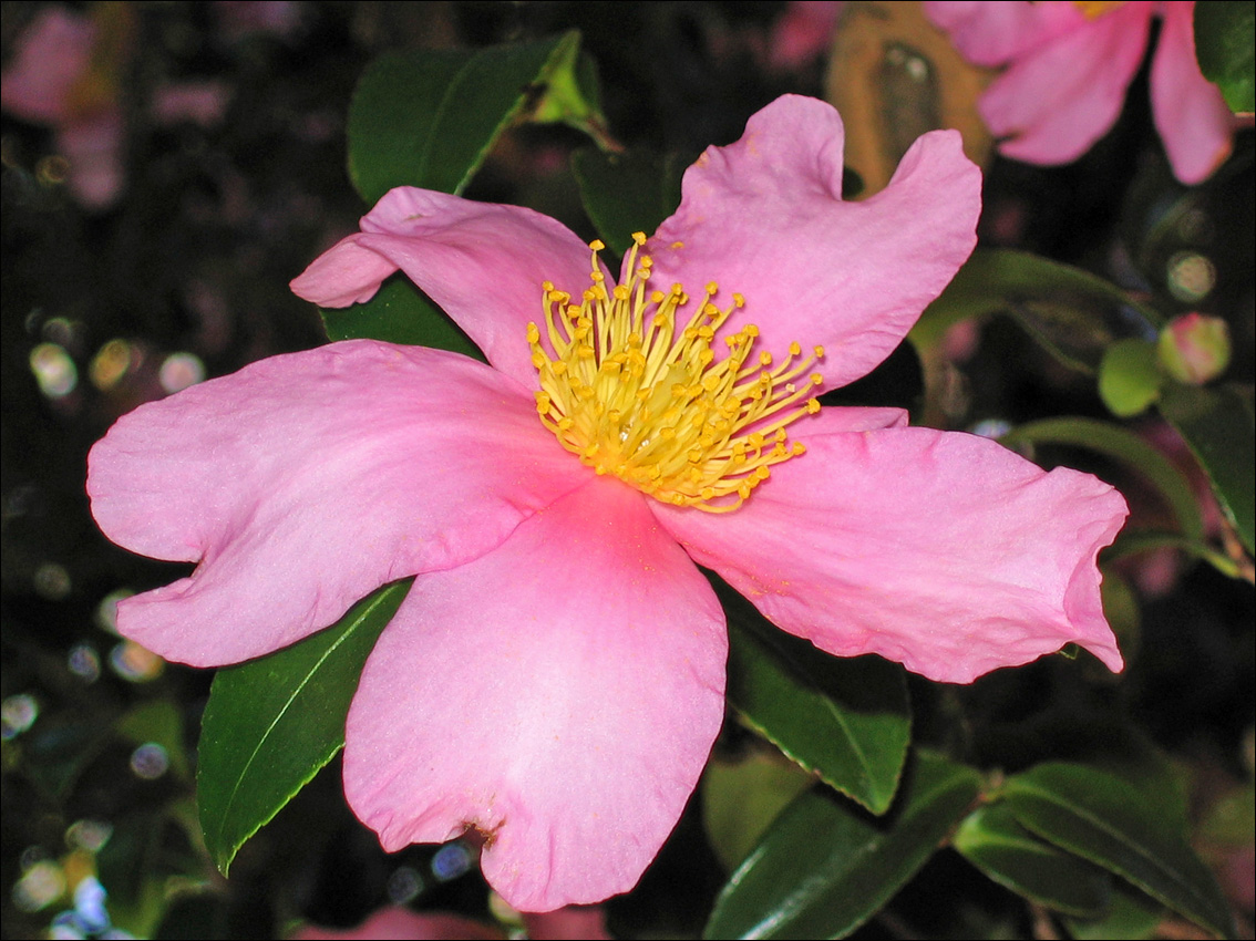 Image of Camellia japonica specimen.