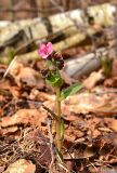 Pulmonaria obscura