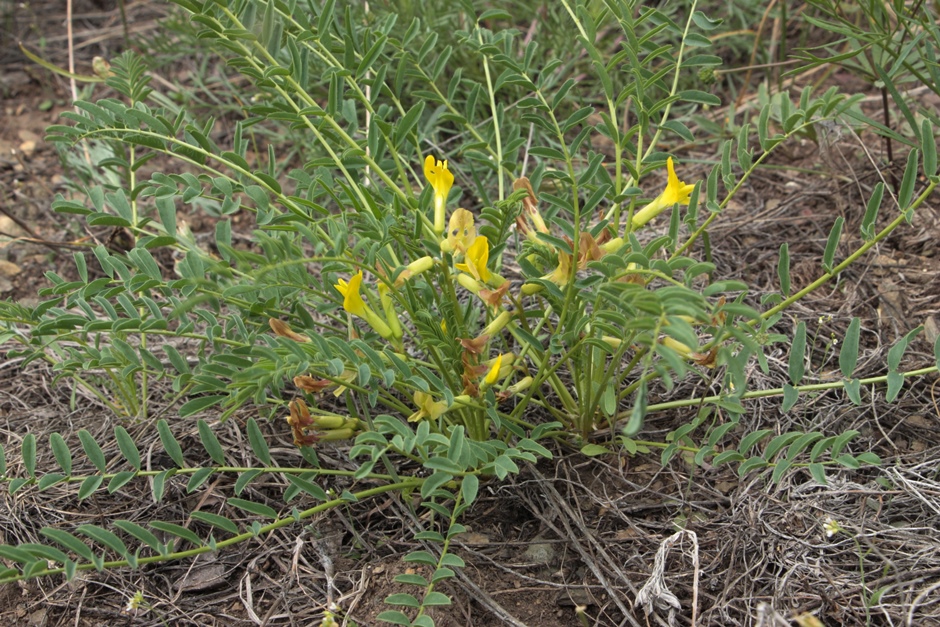 Изображение особи Astragalus &times; lagobromus.