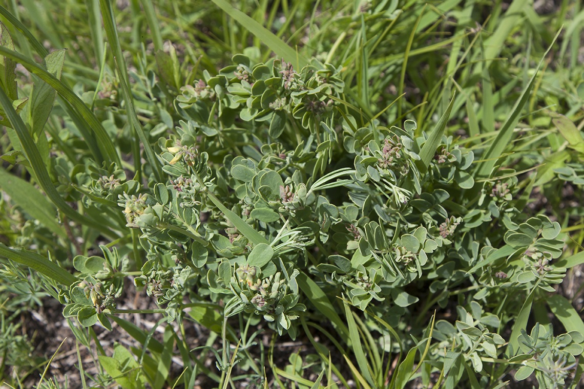 Image of Coronilla coronata specimen.