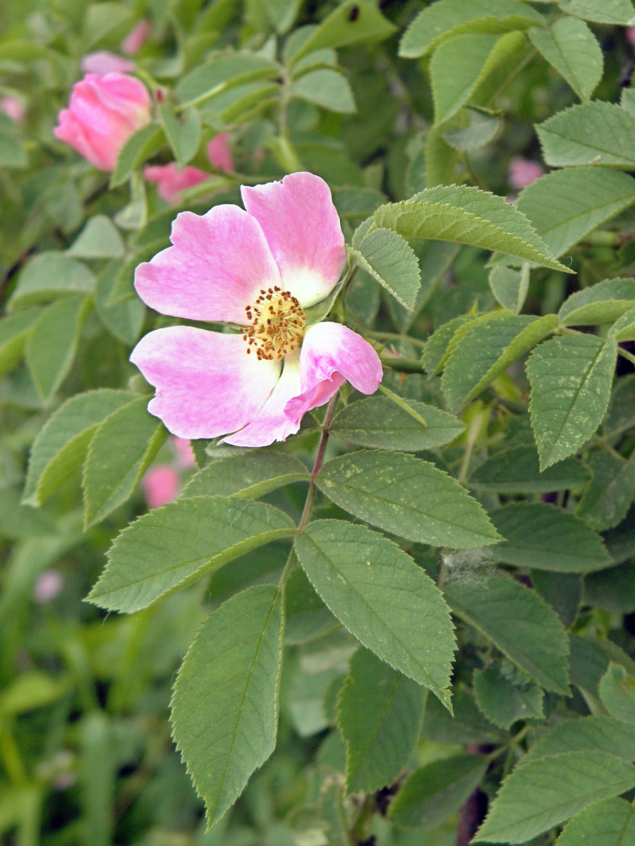 Изображение особи Rosa tomentosa.