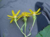 Senecio nemorensis