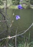 Aquilegia sibirica
