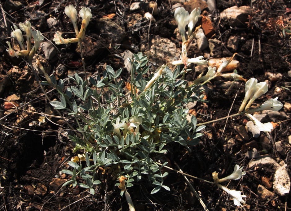 Image of Astragalus depauperatus specimen.