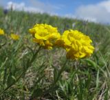 Alyssum oschtenicum