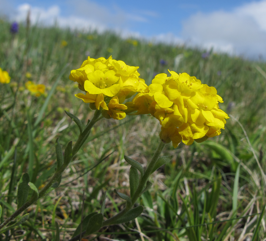 Изображение особи Alyssum oschtenicum.