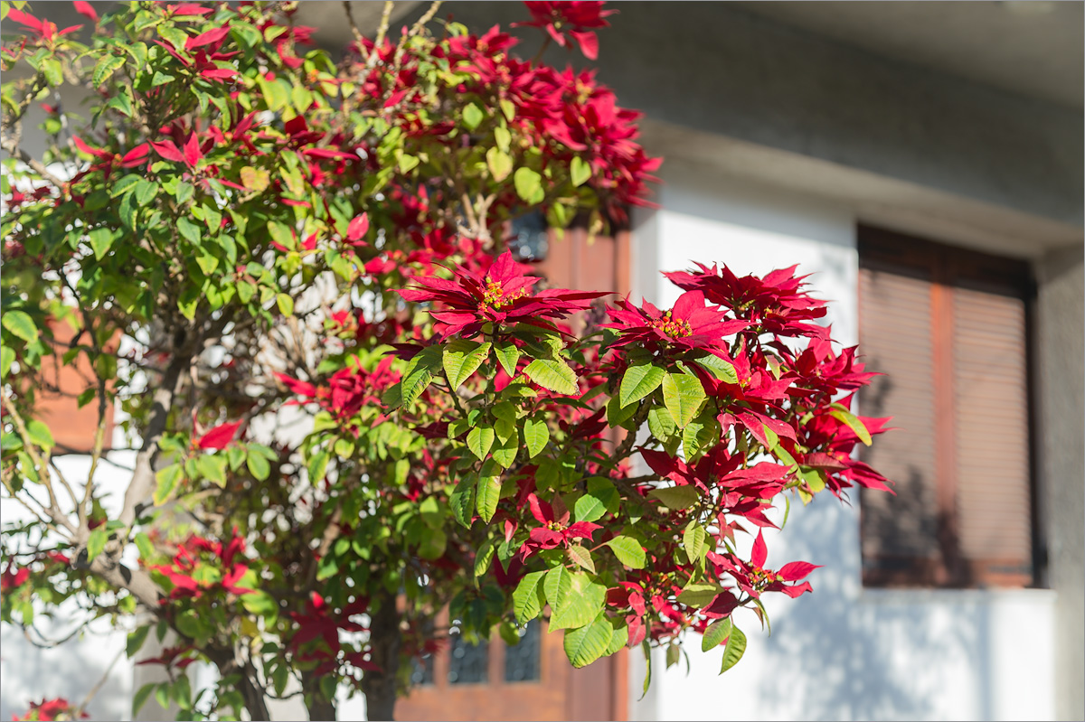 Изображение особи Euphorbia pulcherrima.