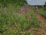 Polygala major