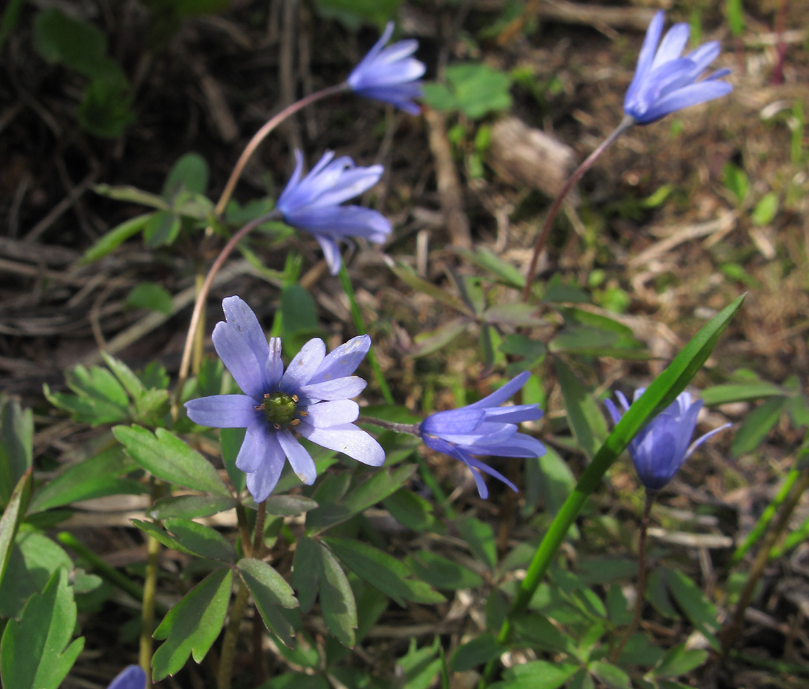 Изображение особи Anemone caucasica.