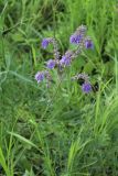 Salvia nutans