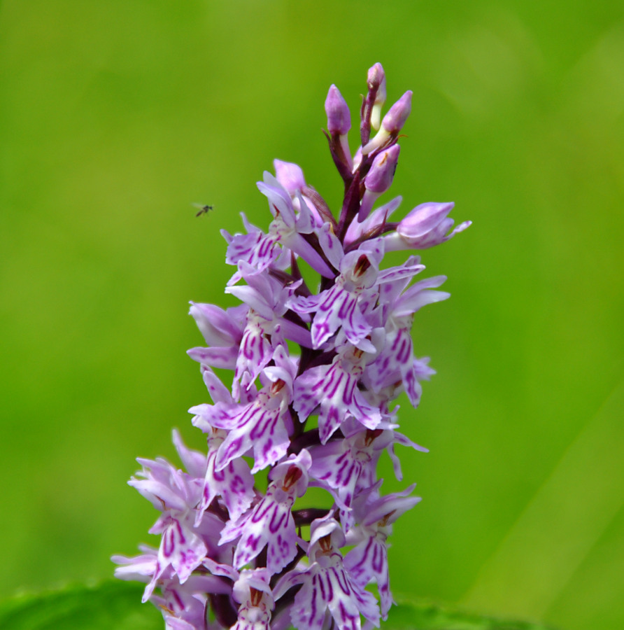 Image of Dactylorhiza fuchsii specimen.