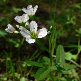 Cardamine amara