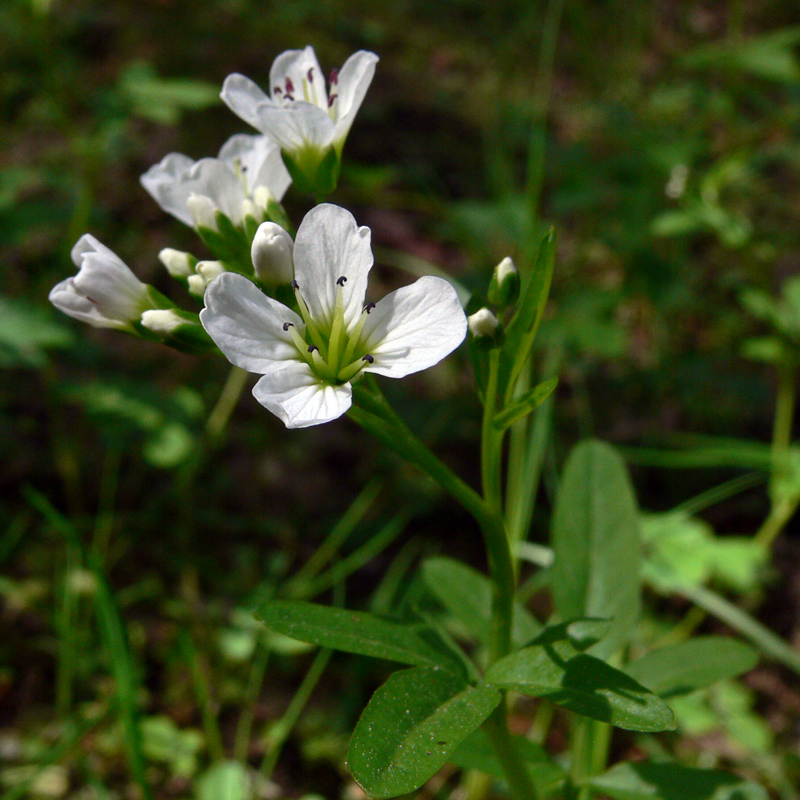 Image of Cardamine amara specimen.