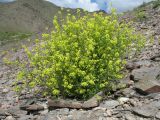 Pachypterygium multicaule. Цветущее и плодоносящее растение. Казахстан, Сев. Тянь-Шань, южный макросклон гор Богуты, обращенный к долине Сюгаты, щебнистый склон. 24 мая 2016 г.