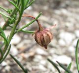 Fumana procumbens. Часть побега с плодом. Краснодарский край, Абинский р-н, гора Западный Папай. 10.07.2016.