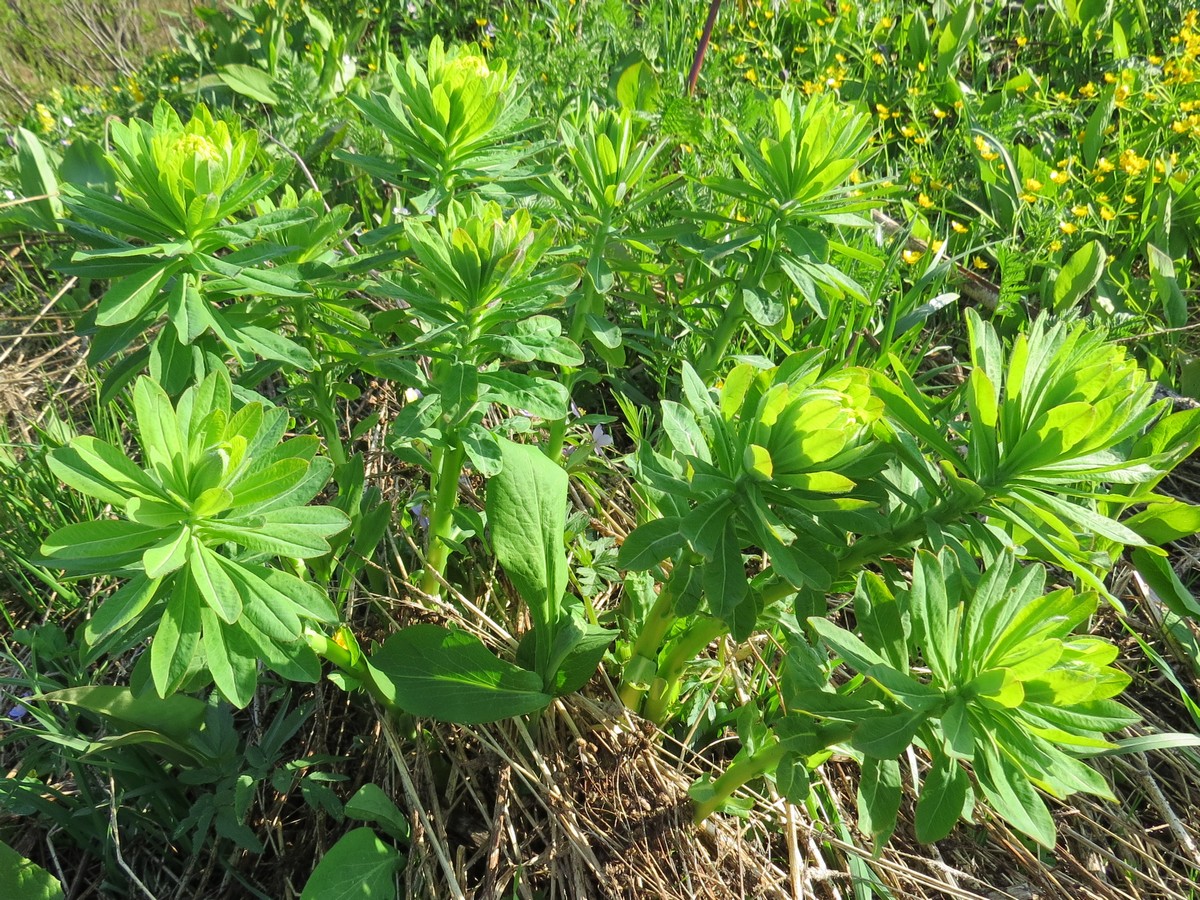 Изображение особи Euphorbia pilosa.