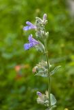 Nepeta mussinii