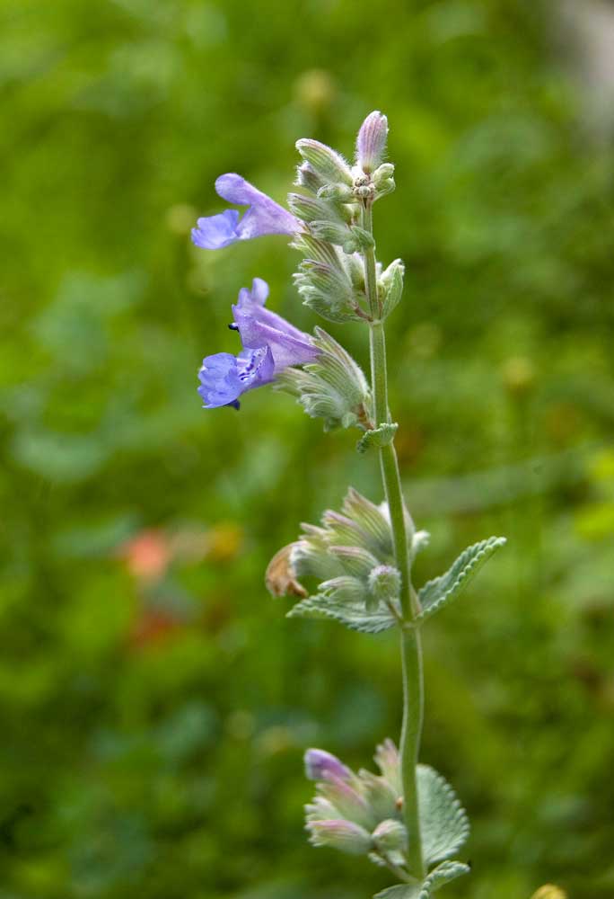 Изображение особи Nepeta mussinii.