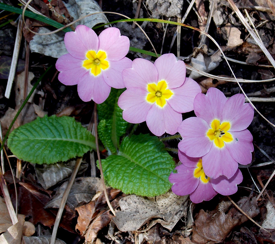 Изображение особи Primula vulgaris.