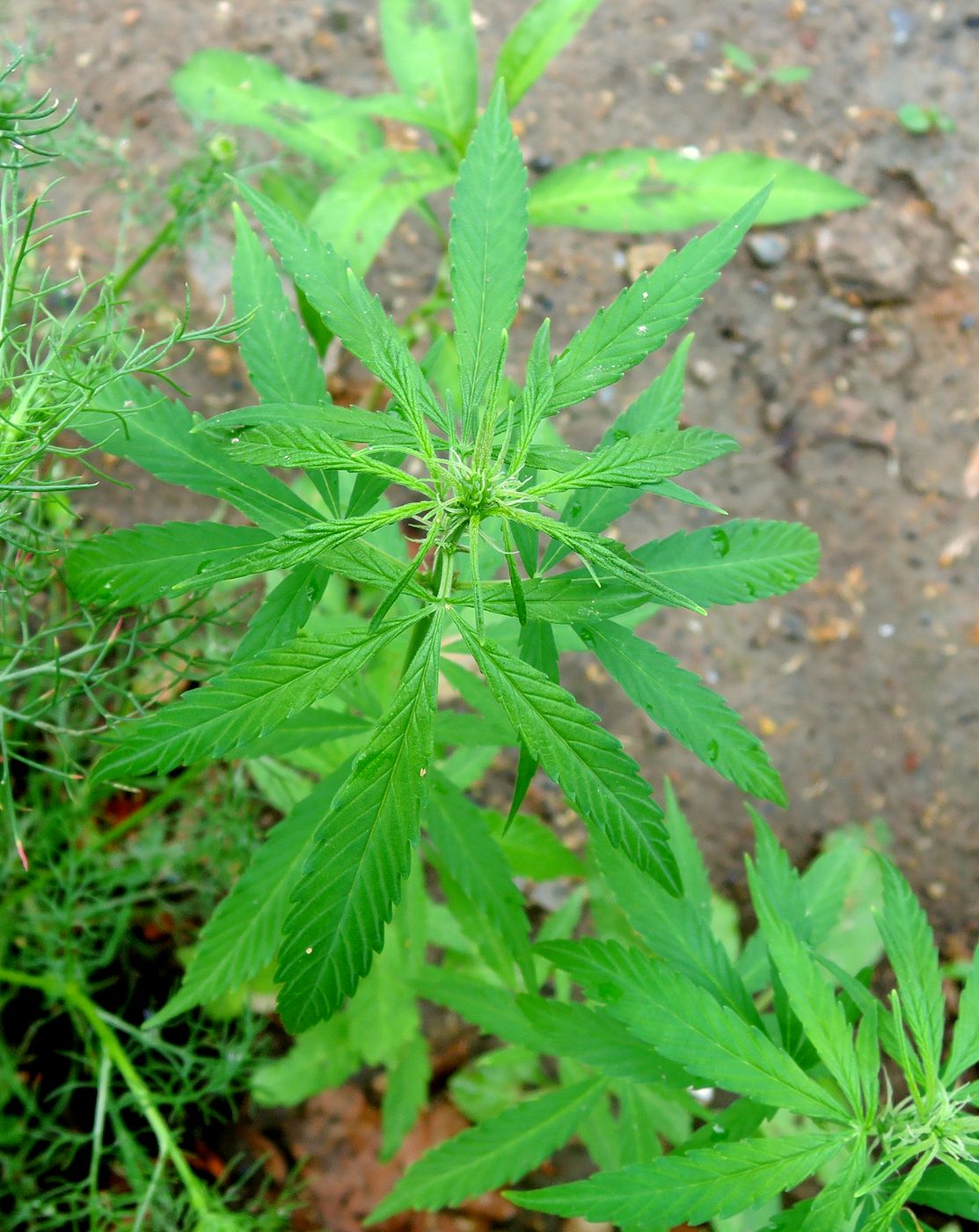 Image of Cannabis sativa var. spontanea specimen.