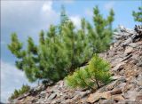 Pinus pumila. Молодое и взрослое растения на каменистой осыпи. Магаданская обл., Колымское нагорье, склон сопки Беличья близ пос. Ягодное. 19.07.2009.