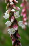 Persicaria lapathifolia