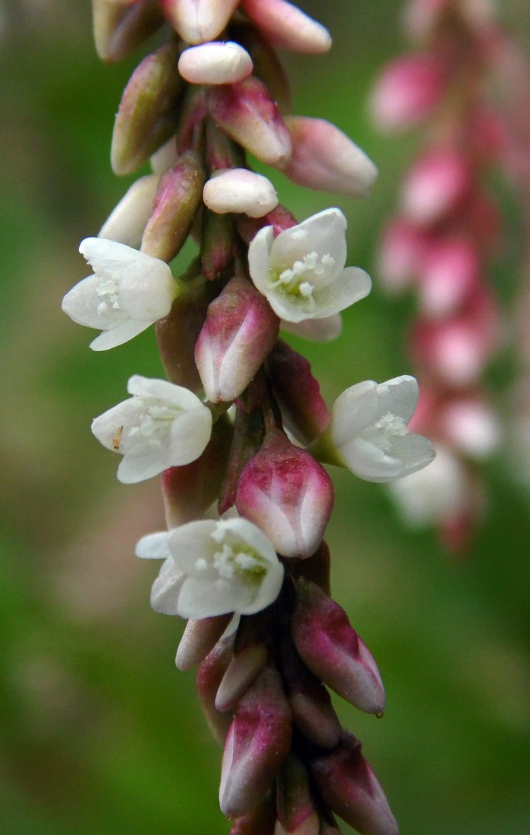 Изображение особи Persicaria lapathifolia.