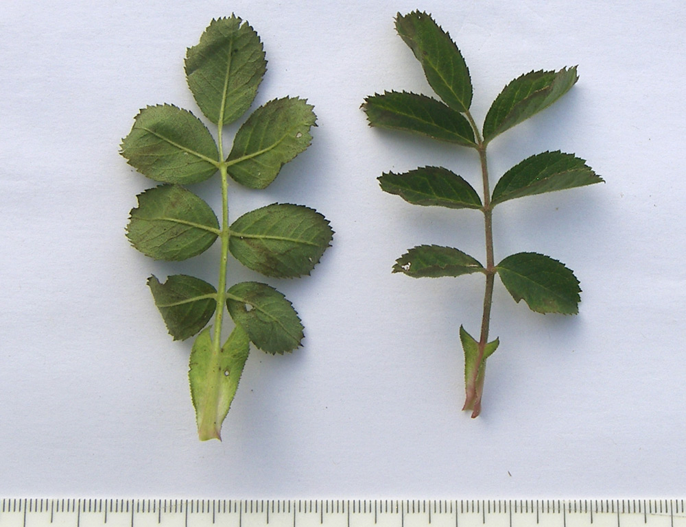 Image of Rosa rubiginosa specimen.