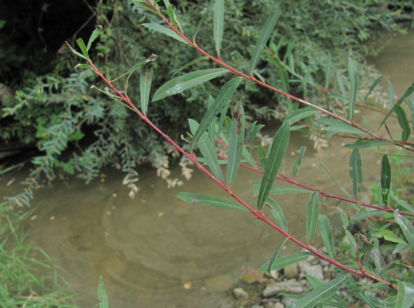 Изображение особи Salix elbursensis.