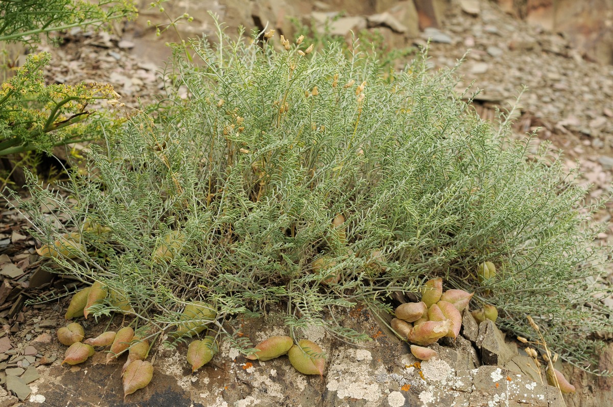 Image of Astragalus pachyrrhizus specimen.