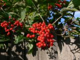Sambucus manshurica. Ветвь с созревающими плодами. Амурская обл., Бурейский р-н, с. Виноградовка, в культуре. 16.07.2016.