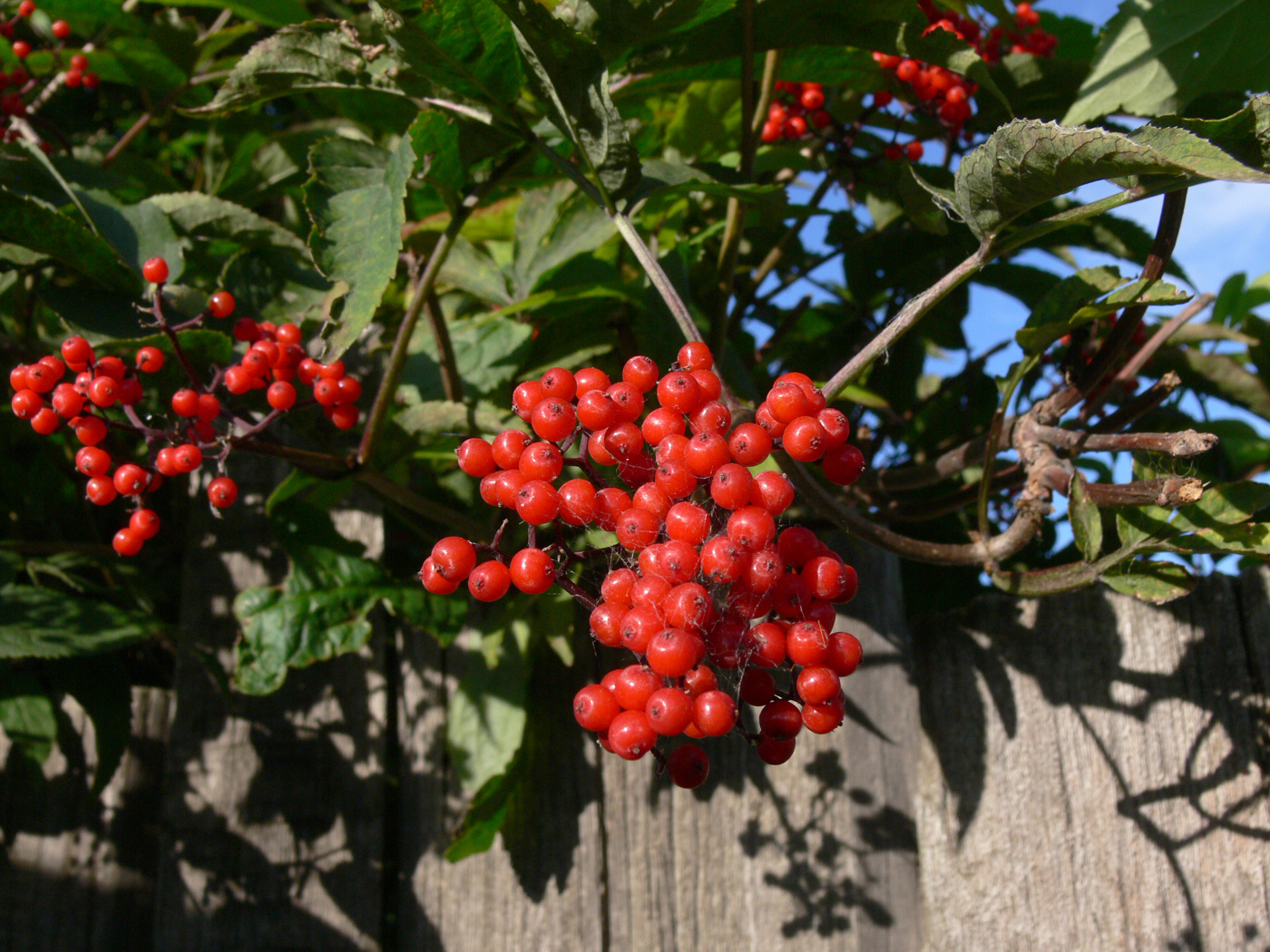 Изображение особи Sambucus manshurica.