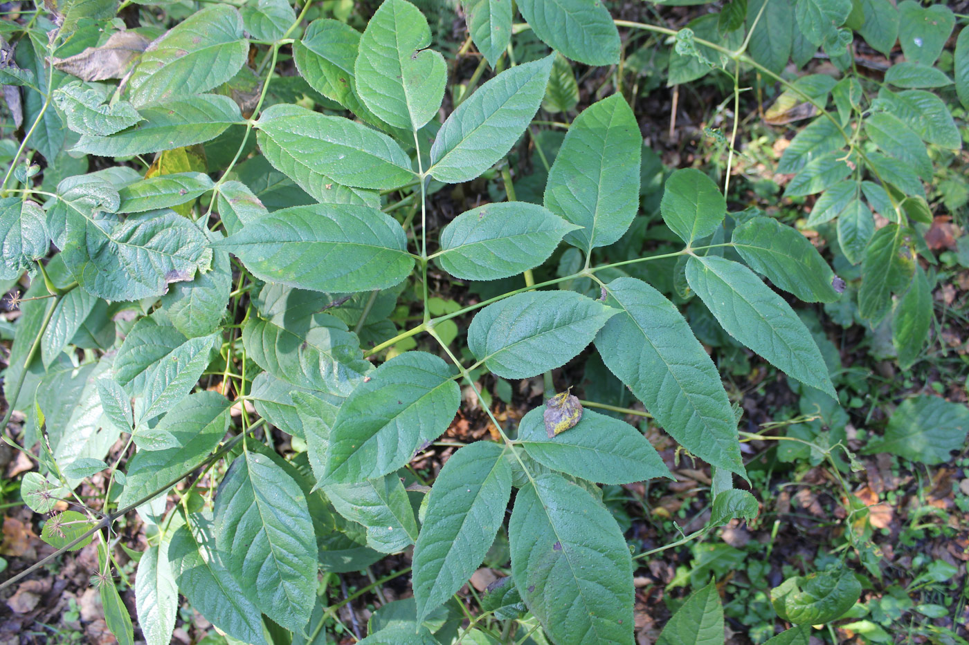 Image of Aralia racemosa specimen.