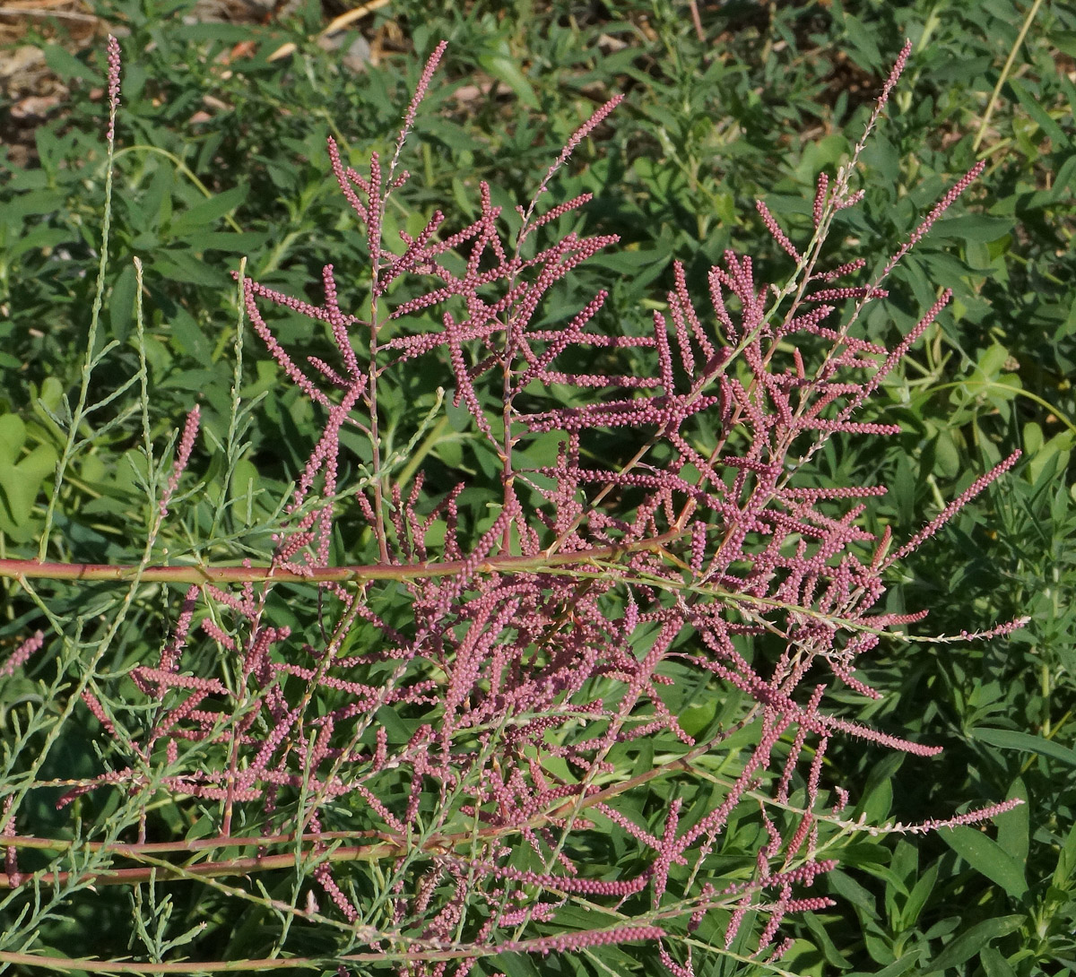 Image of Tamarix ramosissima specimen.