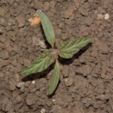 Chrozophora plicata
