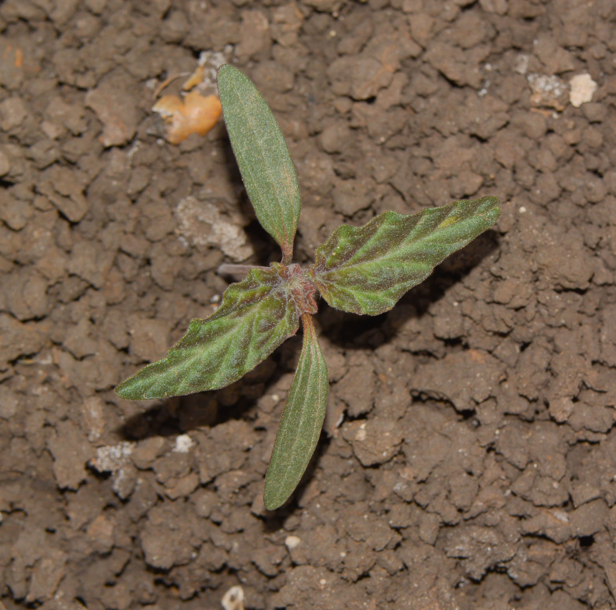 Изображение особи Chrozophora plicata.