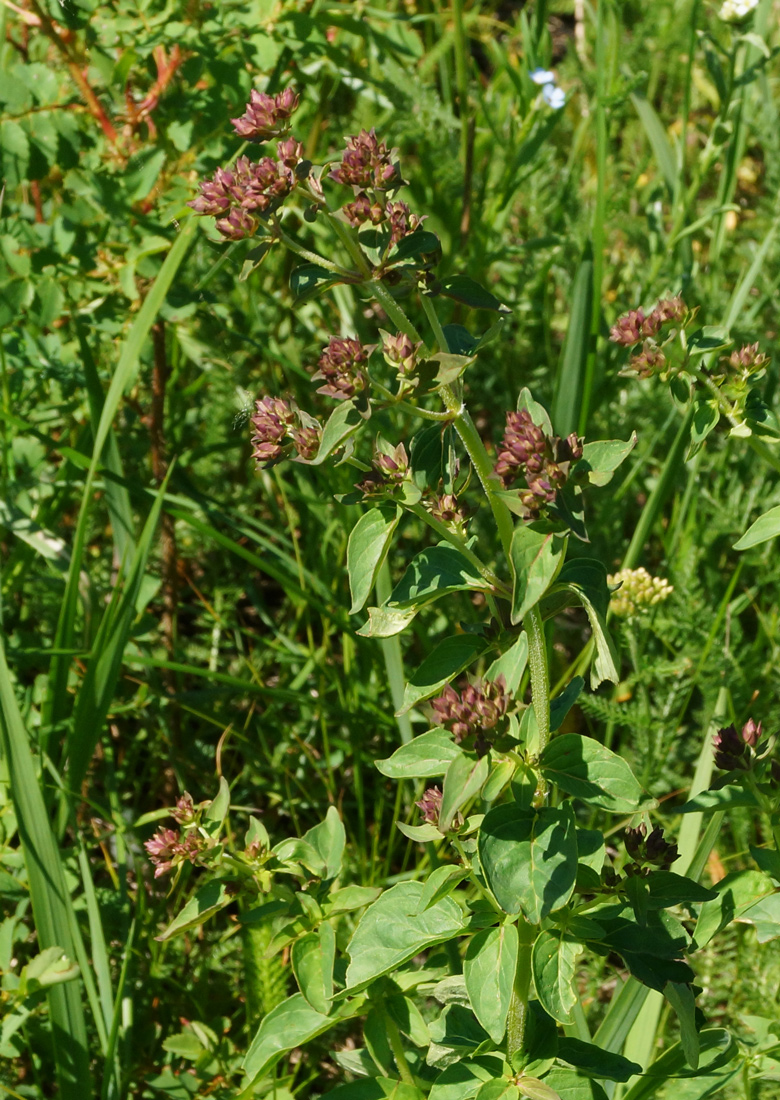 Image of Origanum vulgare specimen.