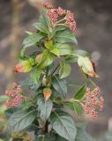 Viburnum tinus