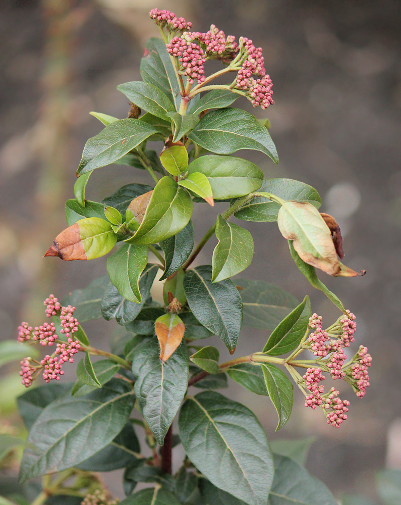 Image of Viburnum tinus specimen.