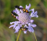 Scabiosa comosa