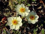 Dryas ajanensis