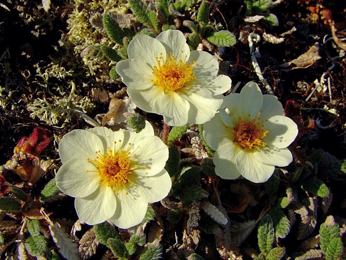 Изображение особи Dryas ajanensis.