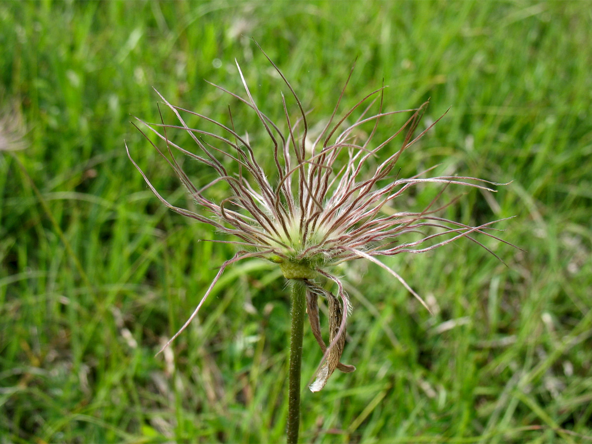 Изображение особи Pulsatilla vulgaris.