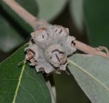 Syncarpia glomulifera