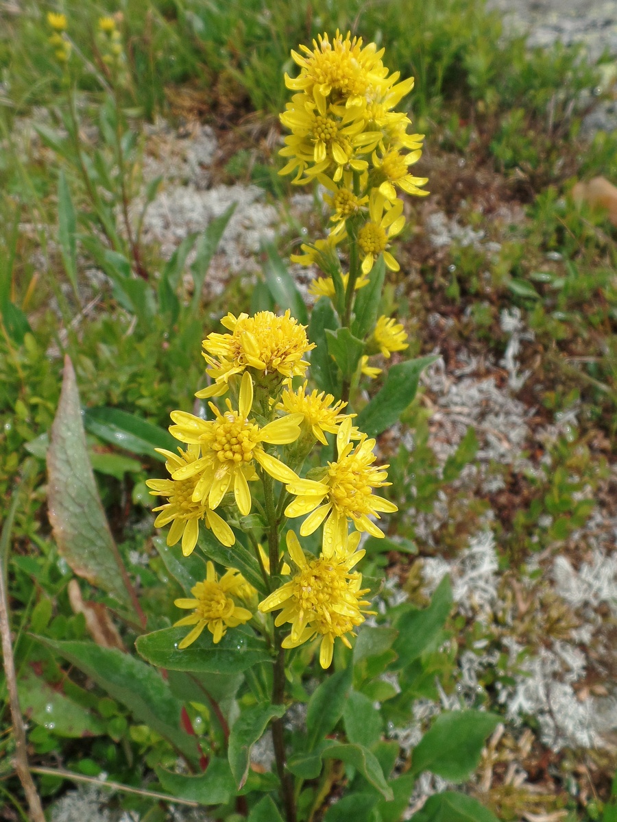 Image of Solidago virgaurea specimen.