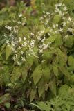 Epimedium stellulatum